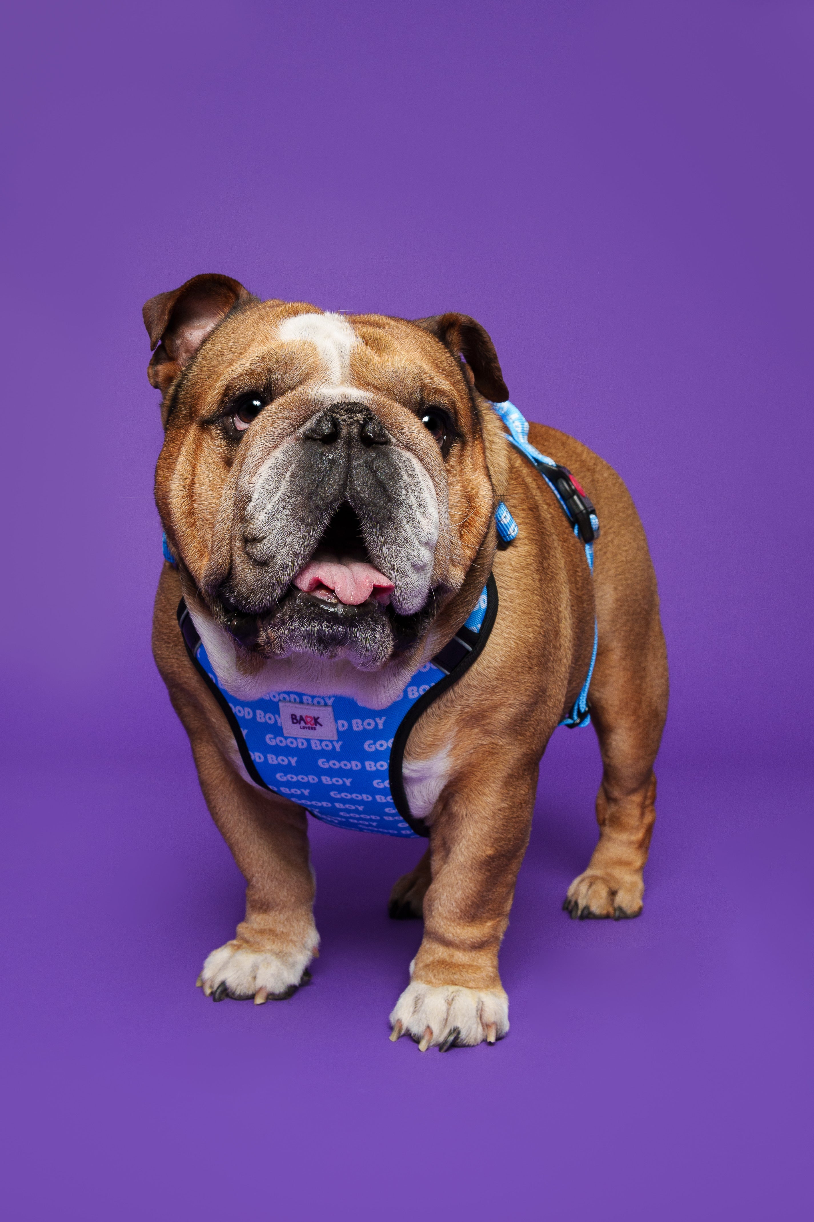 Good Boy Dog Harness