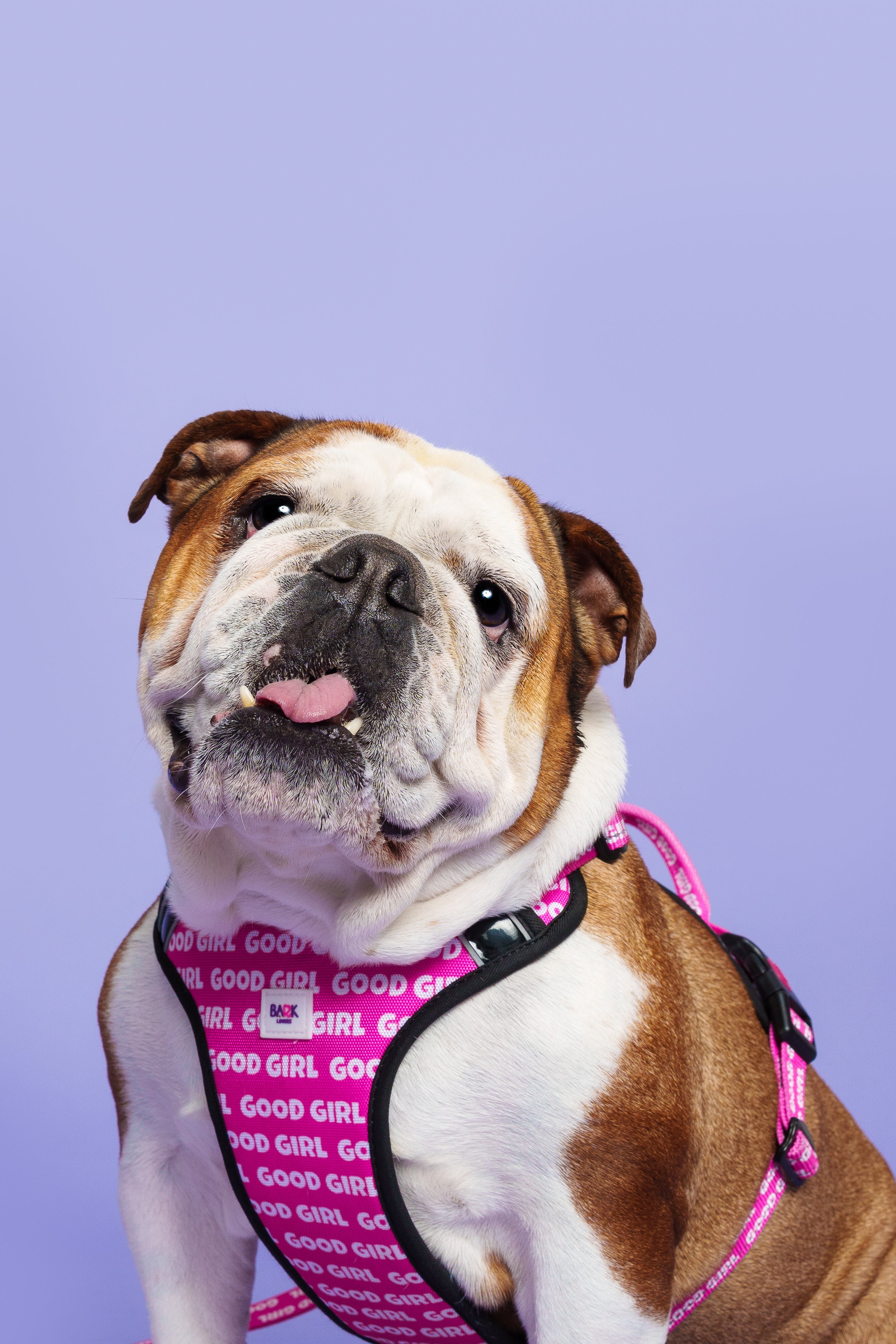 Good Girl Dog Harness